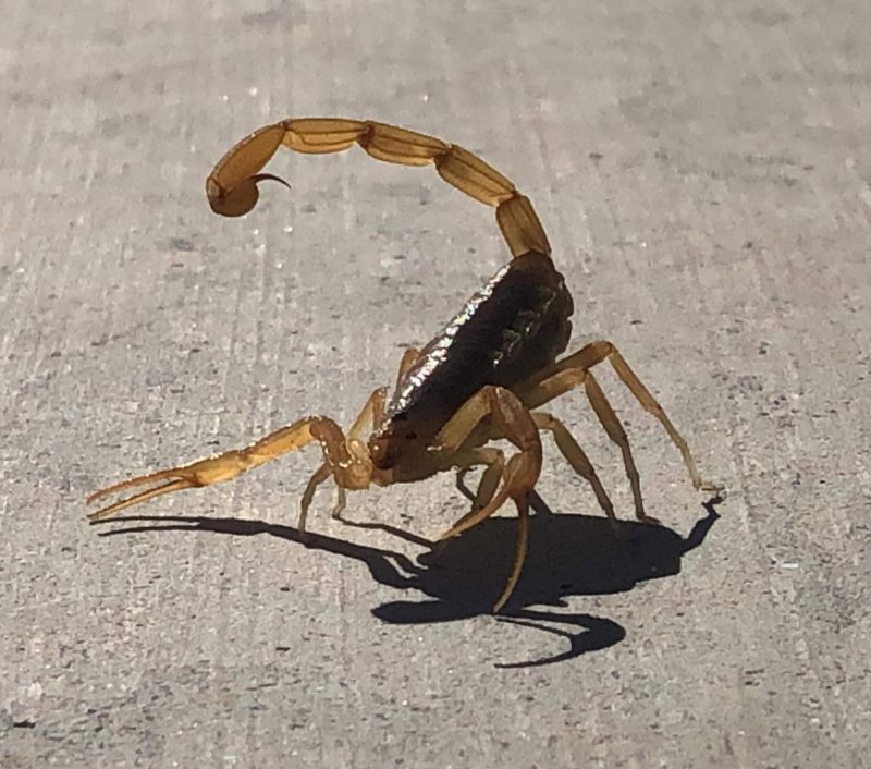 Scorpion scorpion control