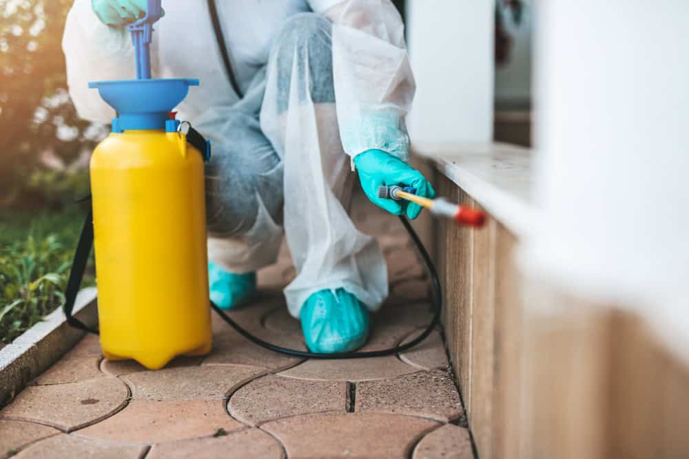 Pest Control Chandler AZ