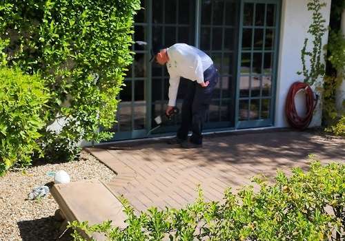 The Buzz About Queen Creek Pest Management Solutions