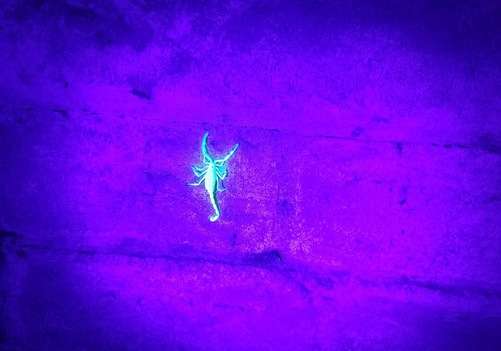 Banishing Scorpions: How We Helped Control the Population in San Tan Valley