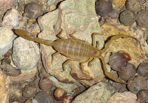 The Fight Against Scorpions in Queen Creek, AZ