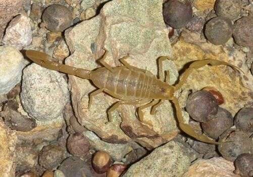 The Battle Against Scorpions in Queen Creek, AZ