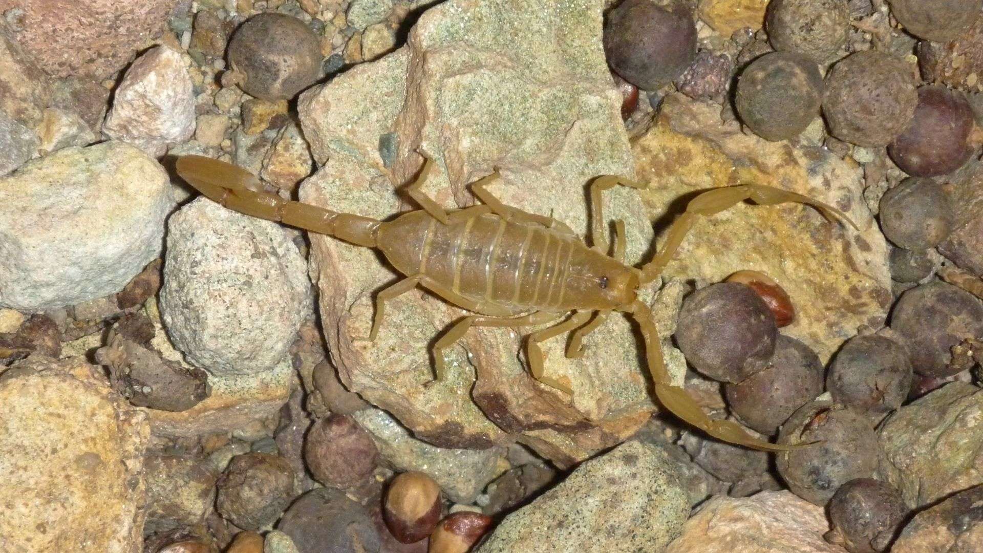 The Battle Against Scorpions in Queen Creek, AZ