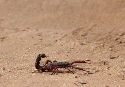The Fight Against Scorpions in Queen Creek, AZ