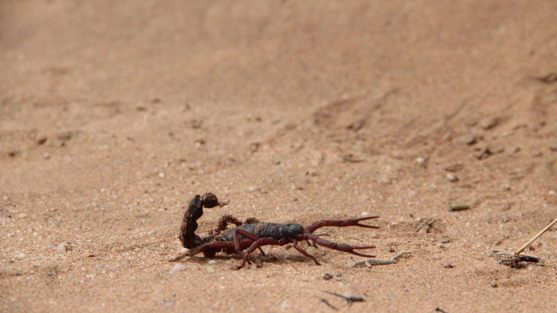 The Fight Against Scorpions in Queen Creek, AZ