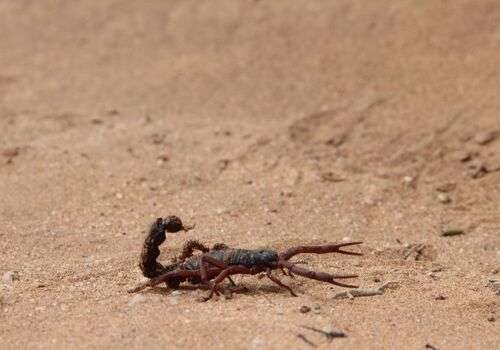 The Fight Against Scorpions in Queen Creek, AZ