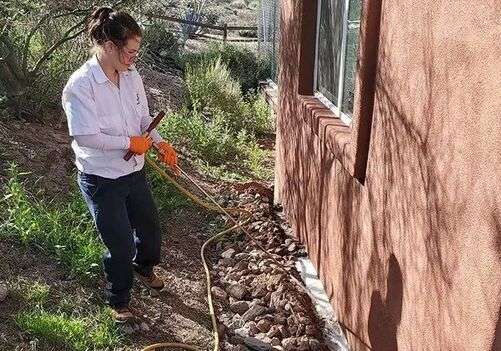 Solving Pest Problems: What We Did in San Tan Valley