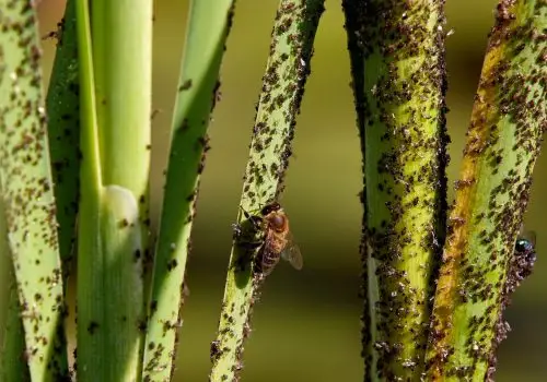 Protecting Homes with Earth-Friendly Pest Solutions