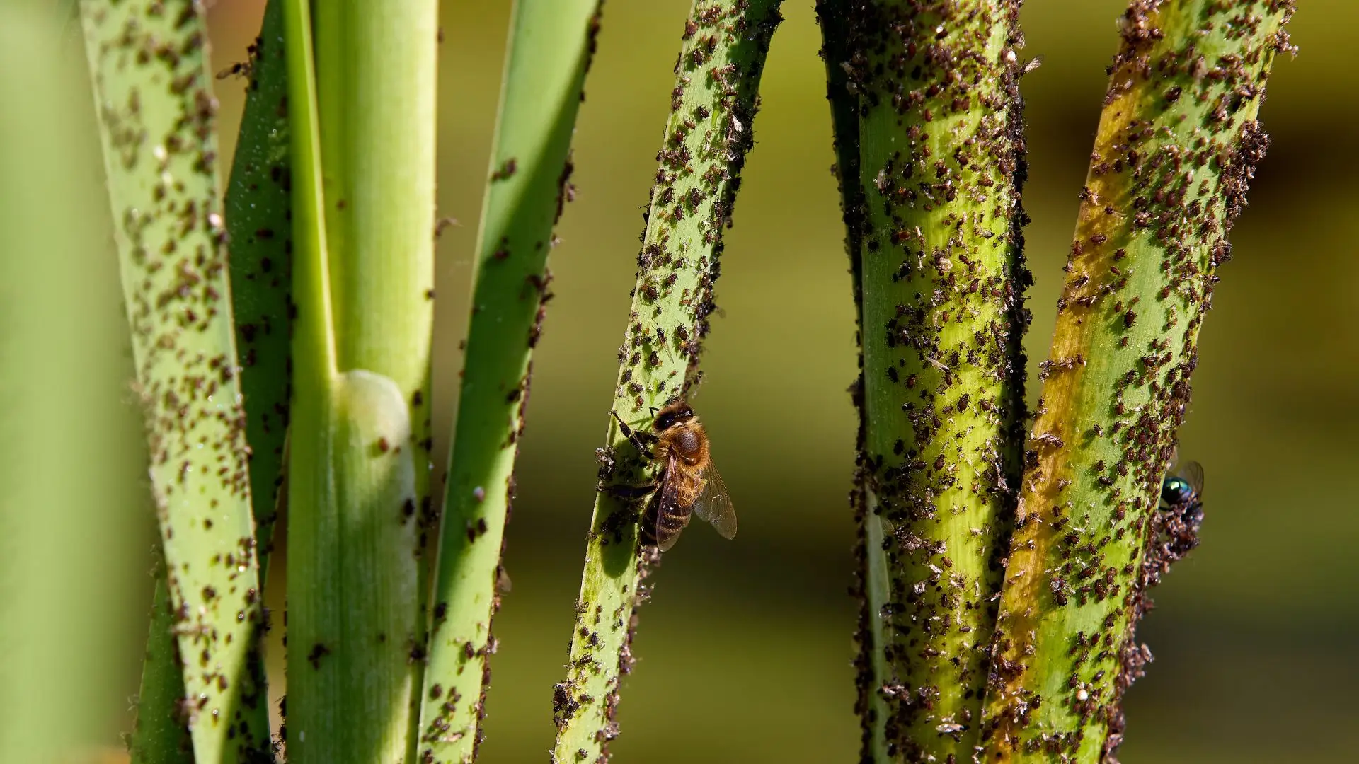 Protecting Homes with Earth-Friendly Pest Solutions