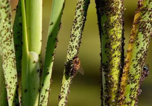 Protecting Homes with Earth-Friendly Pest Solutions