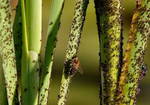 Protecting Homes with Earth-Friendly Pest Solutions