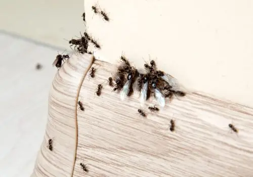 Pest Control Success: Making Homes Better