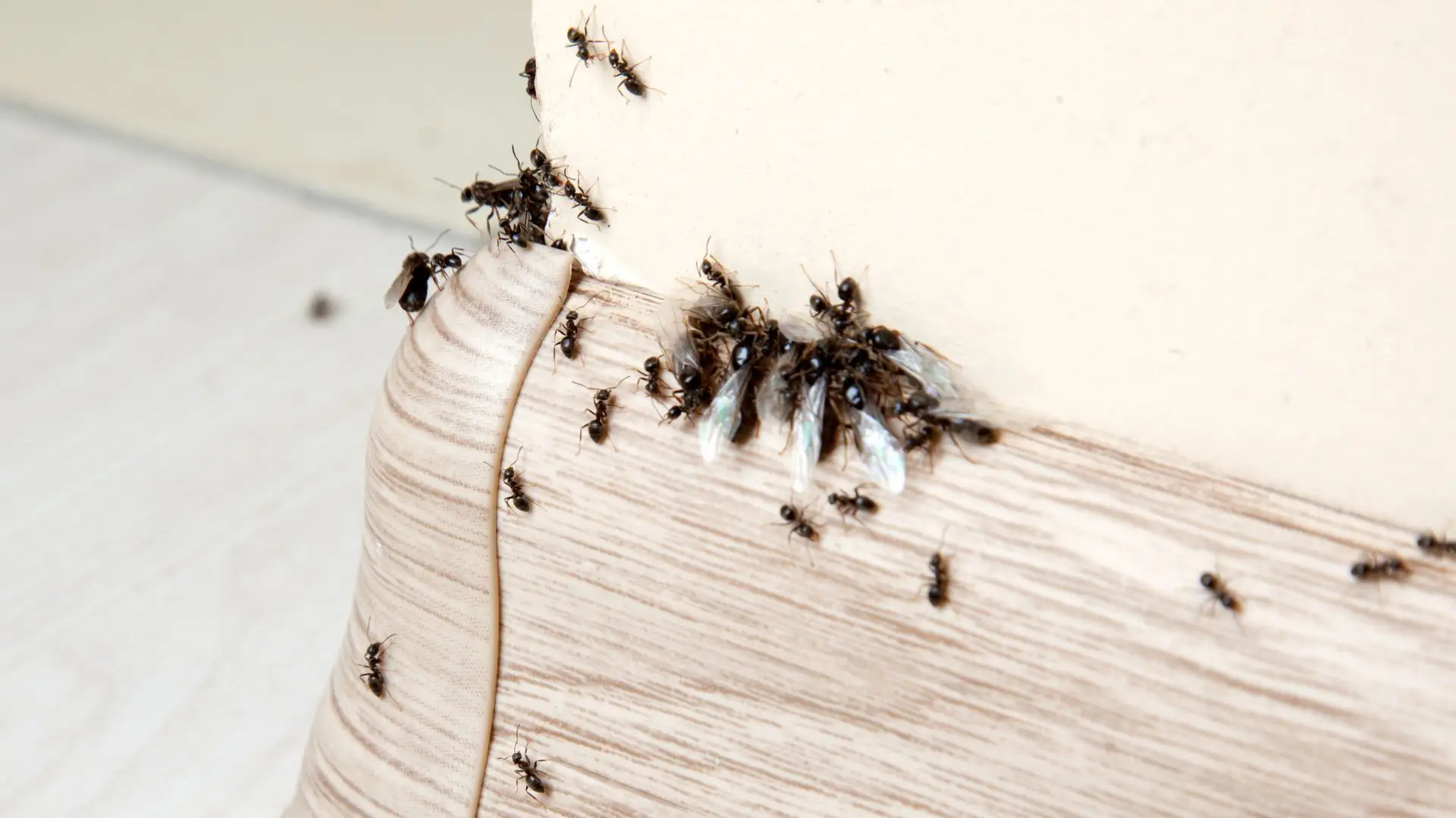 Pest Control Success: Making Homes Better