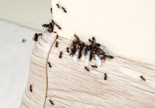 Pest Control Success: Making Homes Better