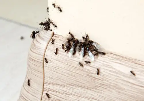 Pest Control Success: Making Homes Better