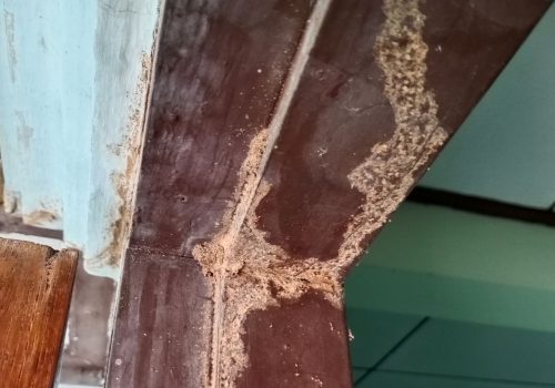 Battling Bugs: The Story of Our Termite Treatment Project
