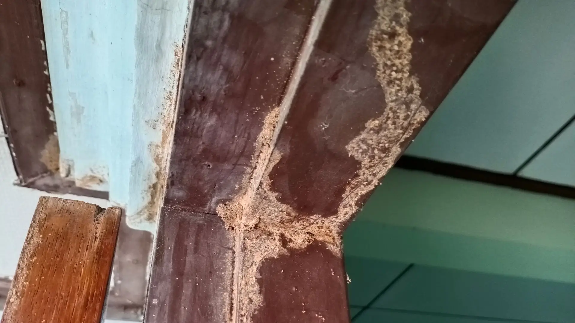 Battling Bugs: The Story of Our Termite Treatment Project