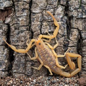 Arizona Bark Scorpion