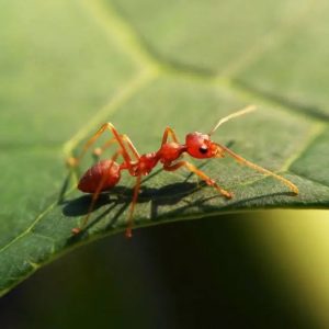 Fire Ant