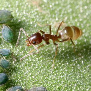 Argentine Ant
