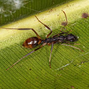 Odorous House Ant