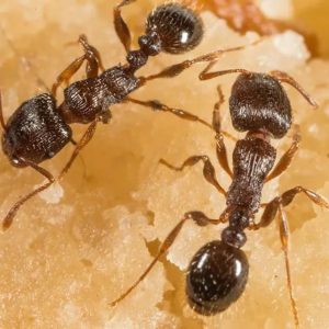 Pavement Ant