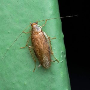 German Cockroach