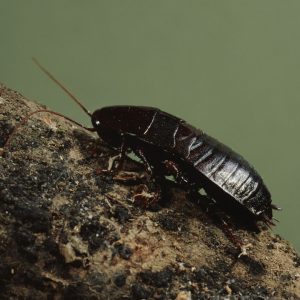 Oriental Cockroach