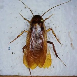 Turkestan Cockroach