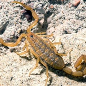 Striped Tail Scorpion
