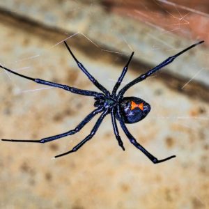Black Widow