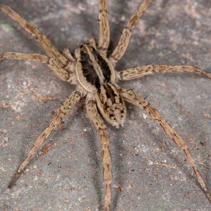 Wolf Spider