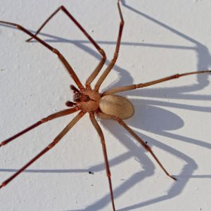 Brown Recluse