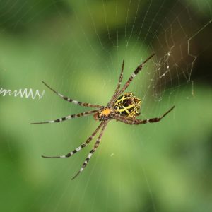Orb Weaver