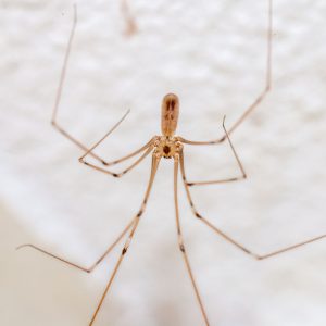 Cellar Spider (Daddy Longlegs)