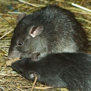 Roof Rat