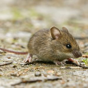 House Mouse