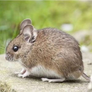 Pack Rat (Wood Rat)