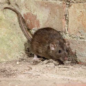 Norway Rat