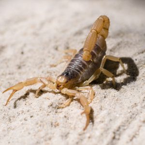 Desert Hairy Scorpion