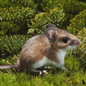 Deer Mouse