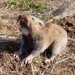 Pocket Gopher