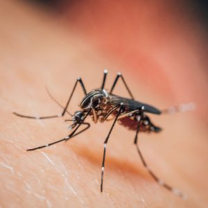 Mosquito