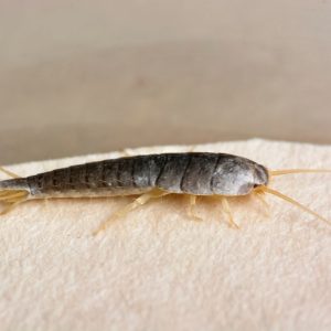 Silverfish