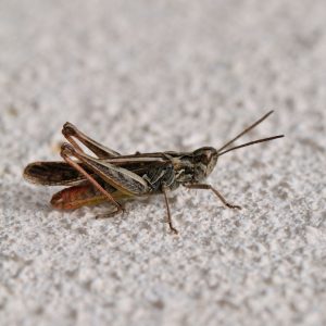 Crickets (House & Field)