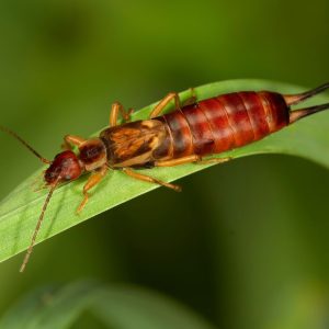 Earwigs