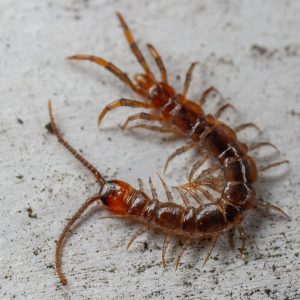 Centipedes