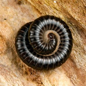 Millipedes