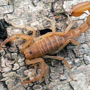 Yellow Ground Scorpion