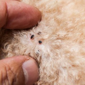 Fleas